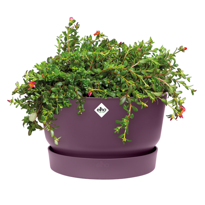 greenville bowl 33cm vintage plum